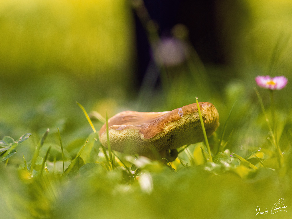 Champignons